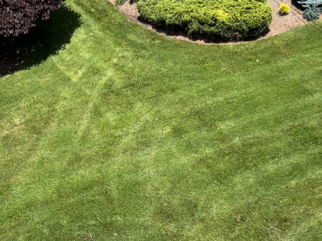 Sod Installation