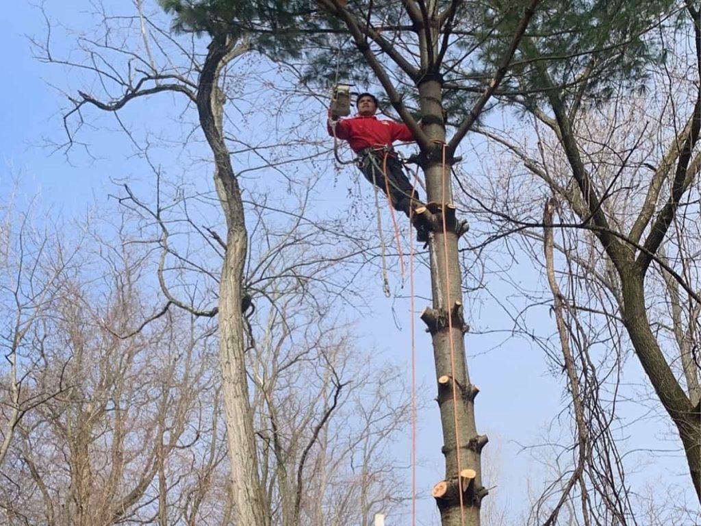 Tree Pruning