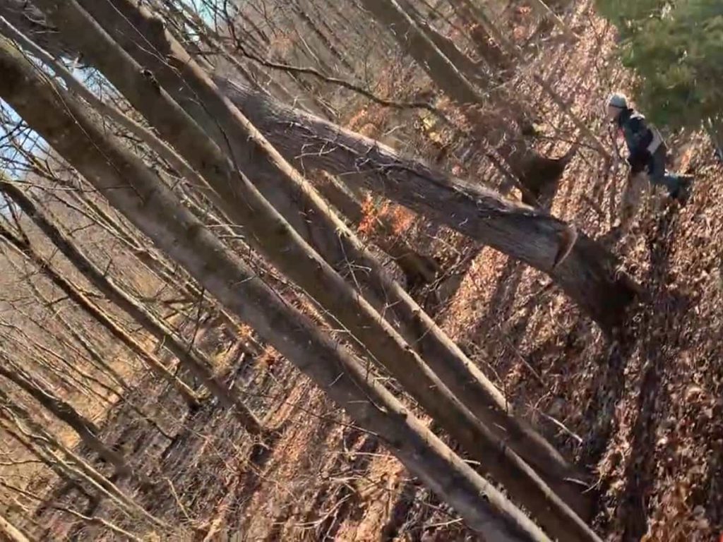 Tree Removal