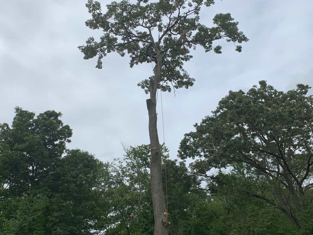Tree Services