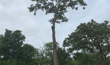 Tree Services