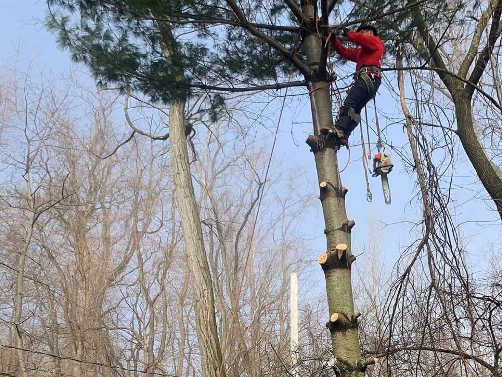 Tree Trimming